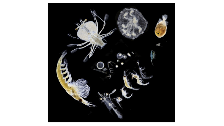 A variety of zooplankton, small marine animals of various shapes and sizes, on a black background
